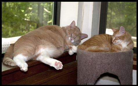 Mac and Nick Nap.jpg