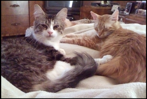 Mac and Polly Sleeping.jpg