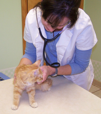 Mac at Vet.jpg