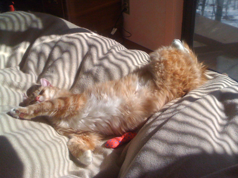 Mac napping.jpg