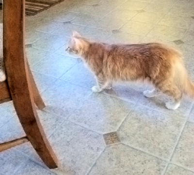 Mac on floor-4.jpg