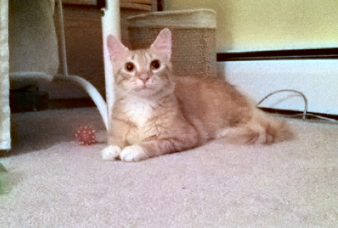 Mac on the rug.jpg