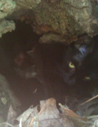 Mama Feeding the Babies.jpg