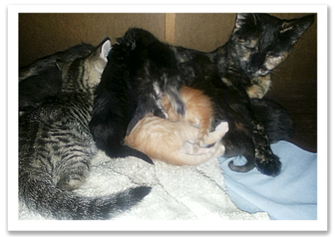 Mama of the kitties Group copy.jpg