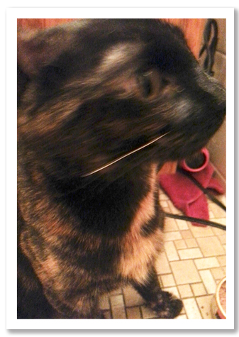 Mama of the kitties copy.jpg