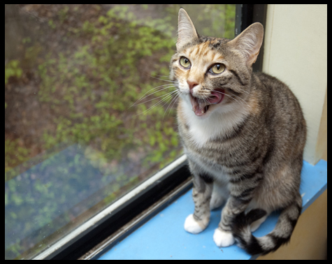 Mazie Big Lick_med.jpg