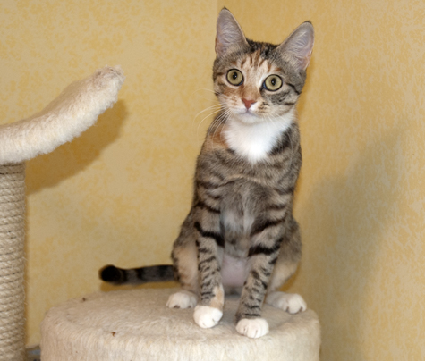 Mazie Portrait.jpg