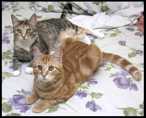 Mazie and Son.jpg