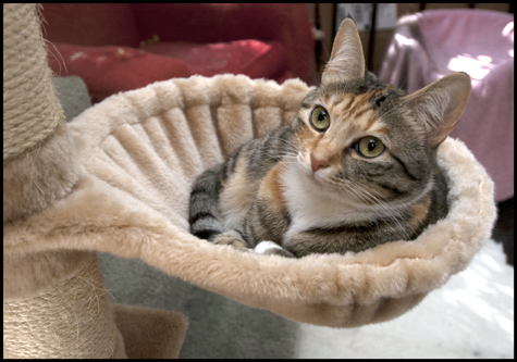 Mazie in the bucket.jpg