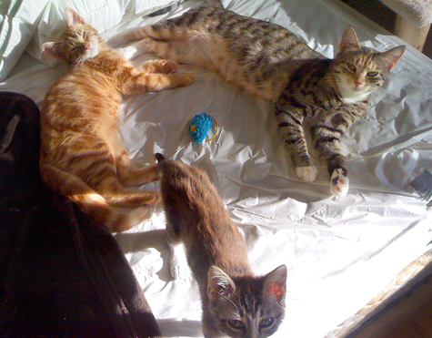Mazie,Ches, Cara copy.jpg