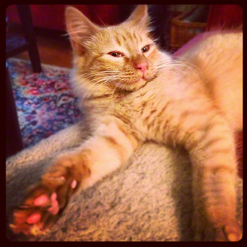 Milo Chillin.jpg