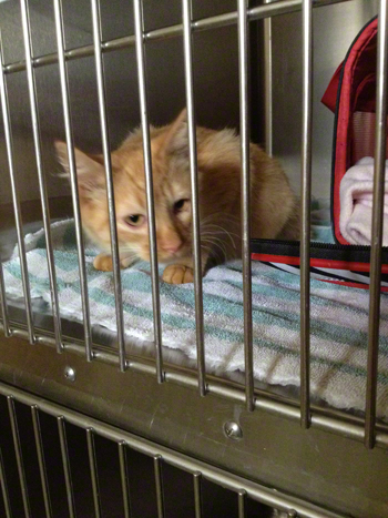 Milo at Vet.jpg