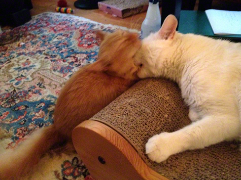Milo getting Bitten.jpg
