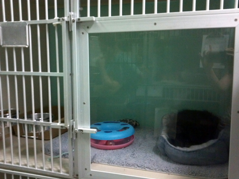 Miss FP in cage.jpg