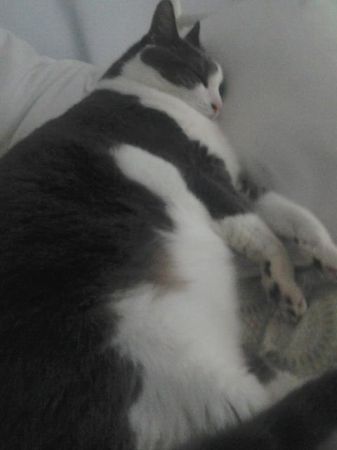Molly Chubby.jpg