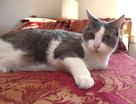 Here's the Story of a Lovely Lady | Covered in Cat Hair