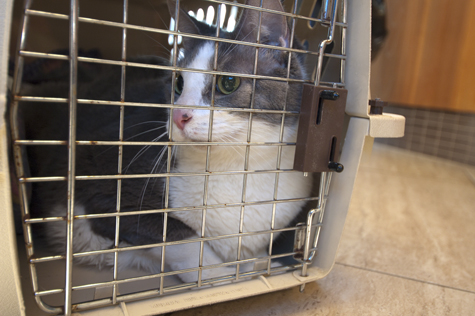 Molly in Carrier.jpg