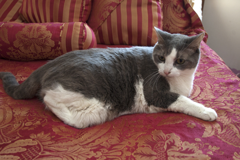 Molly on the Bed.jpg