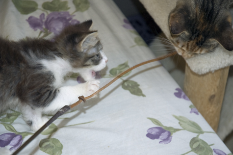 Mom gimmie.jpg