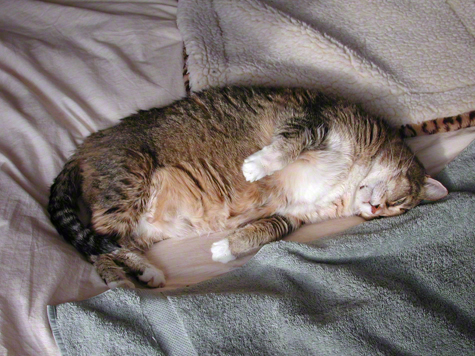My Angel, Squeegee.jpg