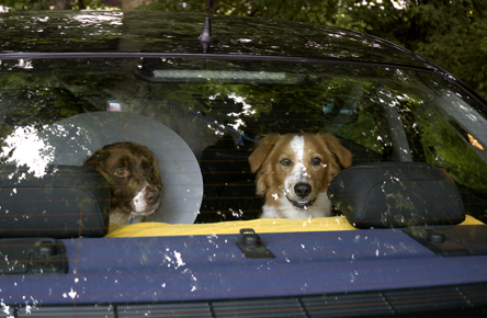 My car is full of goggies.jpg