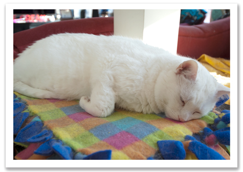 Napping Jackson copy.jpg