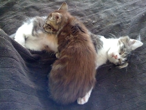 Napping Sisters.jpg
