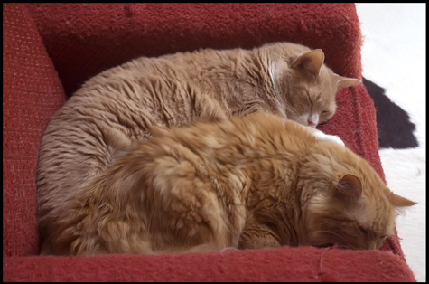 New Nappy Buddies.jpg