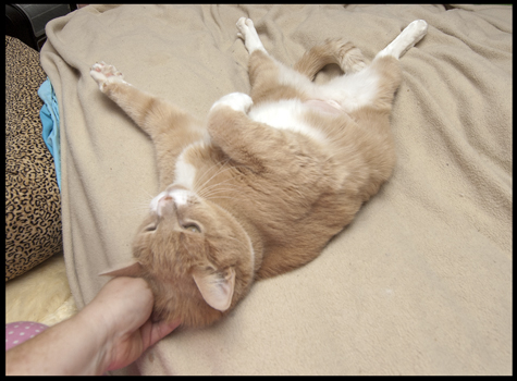 Nicks belly_sm.jpg