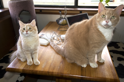 Nicky and Blitz copy.jpg