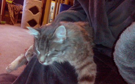 Nico resting.jpg
