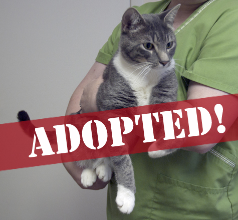 No Name Cutie_sm_adopted.jpg