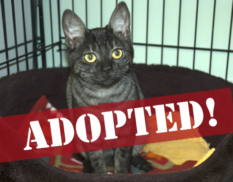 Noelle Adopted.jpg