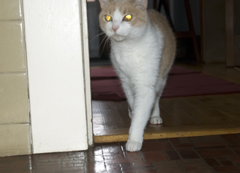 Not Happy About New Arrival.jpg