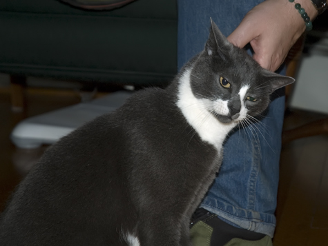 Not Sure About Socks Army Candidate.jpg