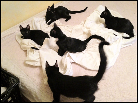 Not helping make the bed.jpg