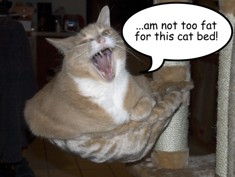 Not too fat copy.jpg