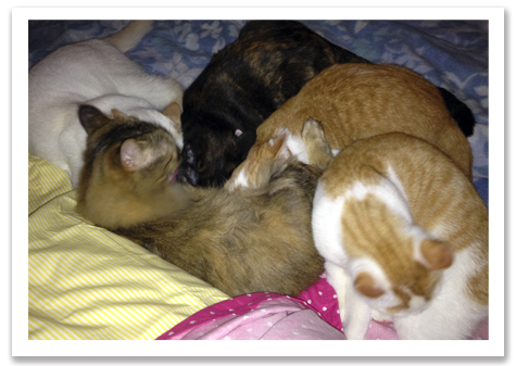 Nursing on Willow copy.jpg