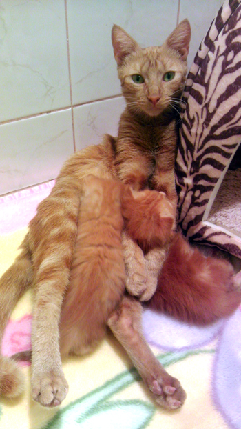 Nursing the boys.jpg