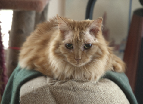 On goodys chair.jpg