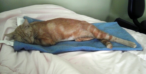 cats and heating pads