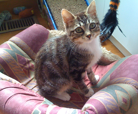 On the Cat Bed R.Olson.jpg