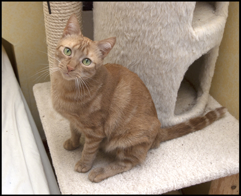On the cat tree.jpg