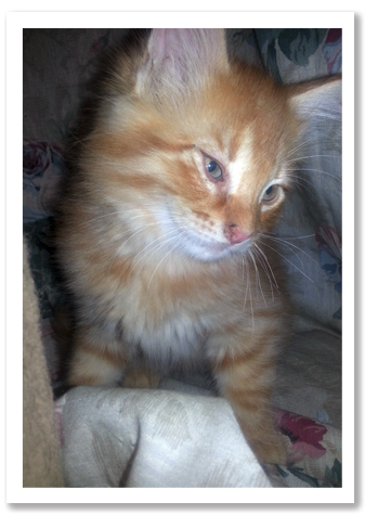 Orange tabby MH copy.jpg