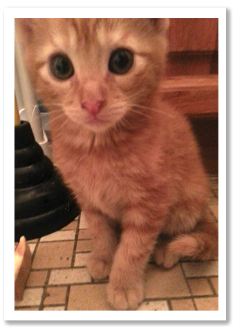 Orange tabby copy.jpg