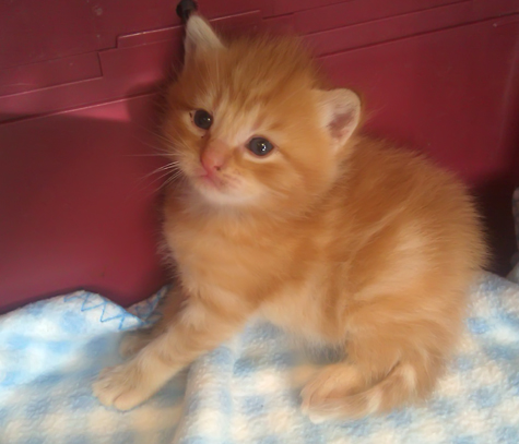 Orangey Goodness.jpg
