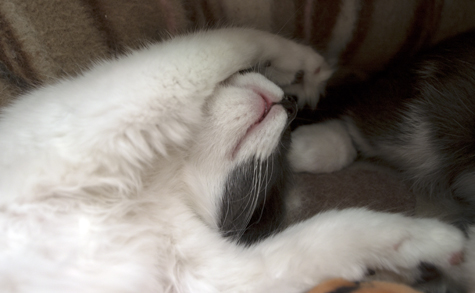 Passed out Bandit.jpg