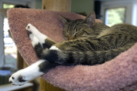 Pauly Snoozes.jpg