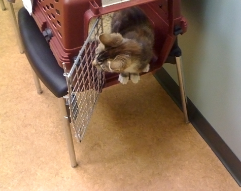 Peeking from the cat carrier.jpg