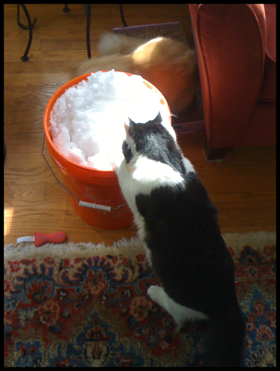 Playing with Snow.jpg